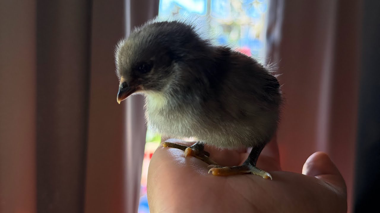 Así van creciendo los pollitos 🐥 #issaleon92 #chikencoop #issafarm #fyp 