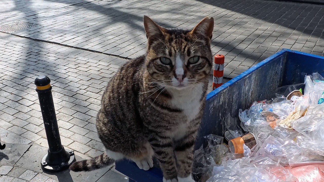 이스탄불 개냥이 클라스 🐱 길고양이 맞아…?