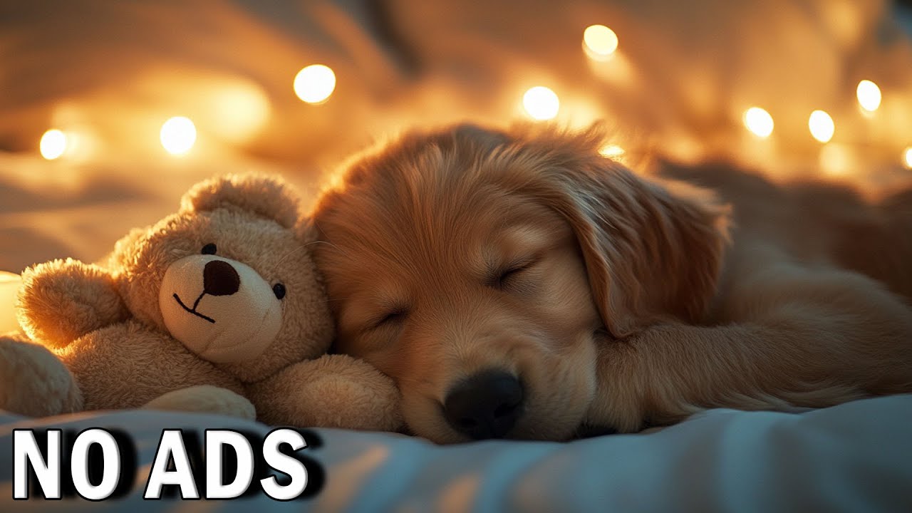 Comforting Music for Dogs 🐾 1 Hour of Anti-Anxiety & Deep Sleep Vibes for Restless or Nervous Pets