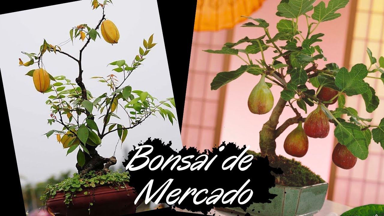 Bonsai de Mercado Top