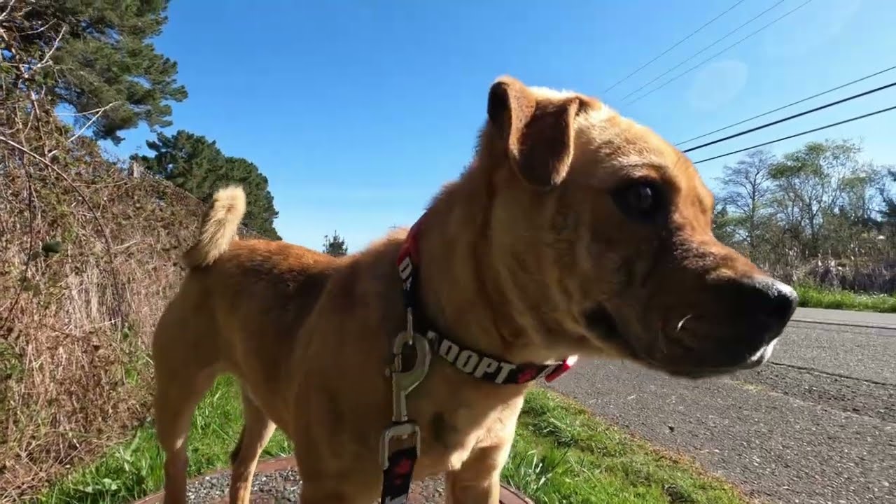 Harold is waiting for his forever home at the Sequoia Humane Society of Eureka, CA!