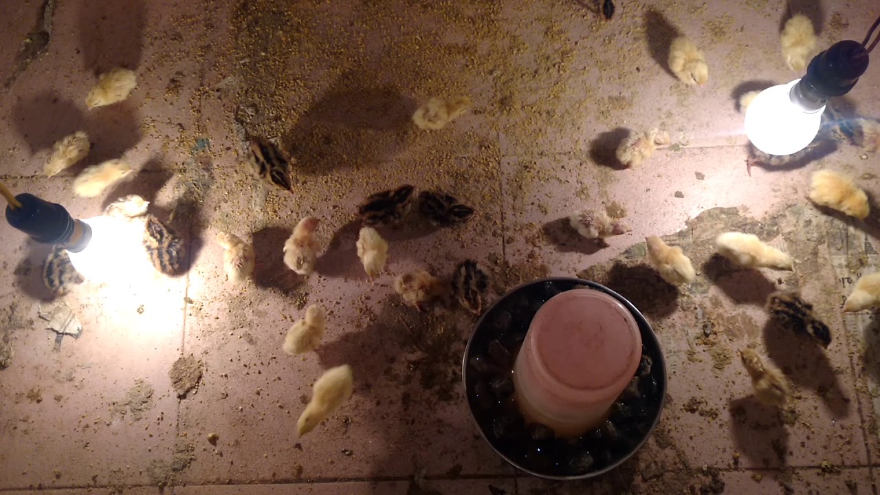 Cute quail chicks playing..One day old quails playing.