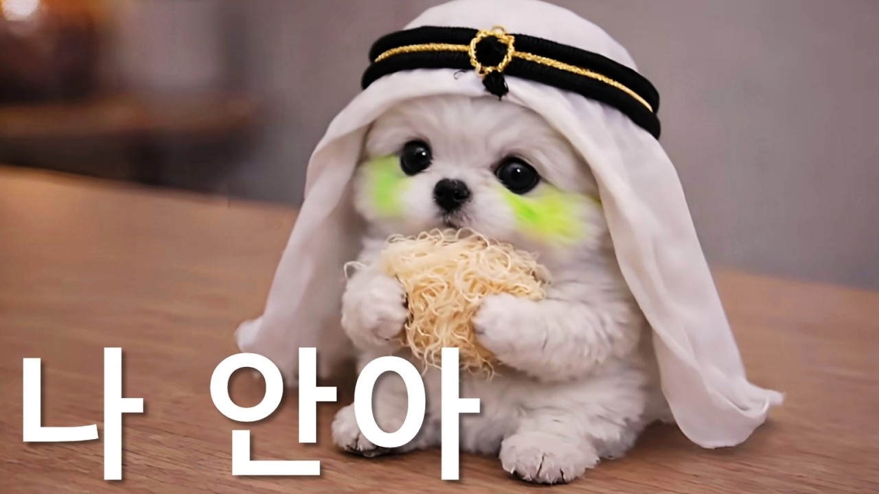 쫀득 얌얌 두쫀이 돌보기🧸🍼🤍🐶
