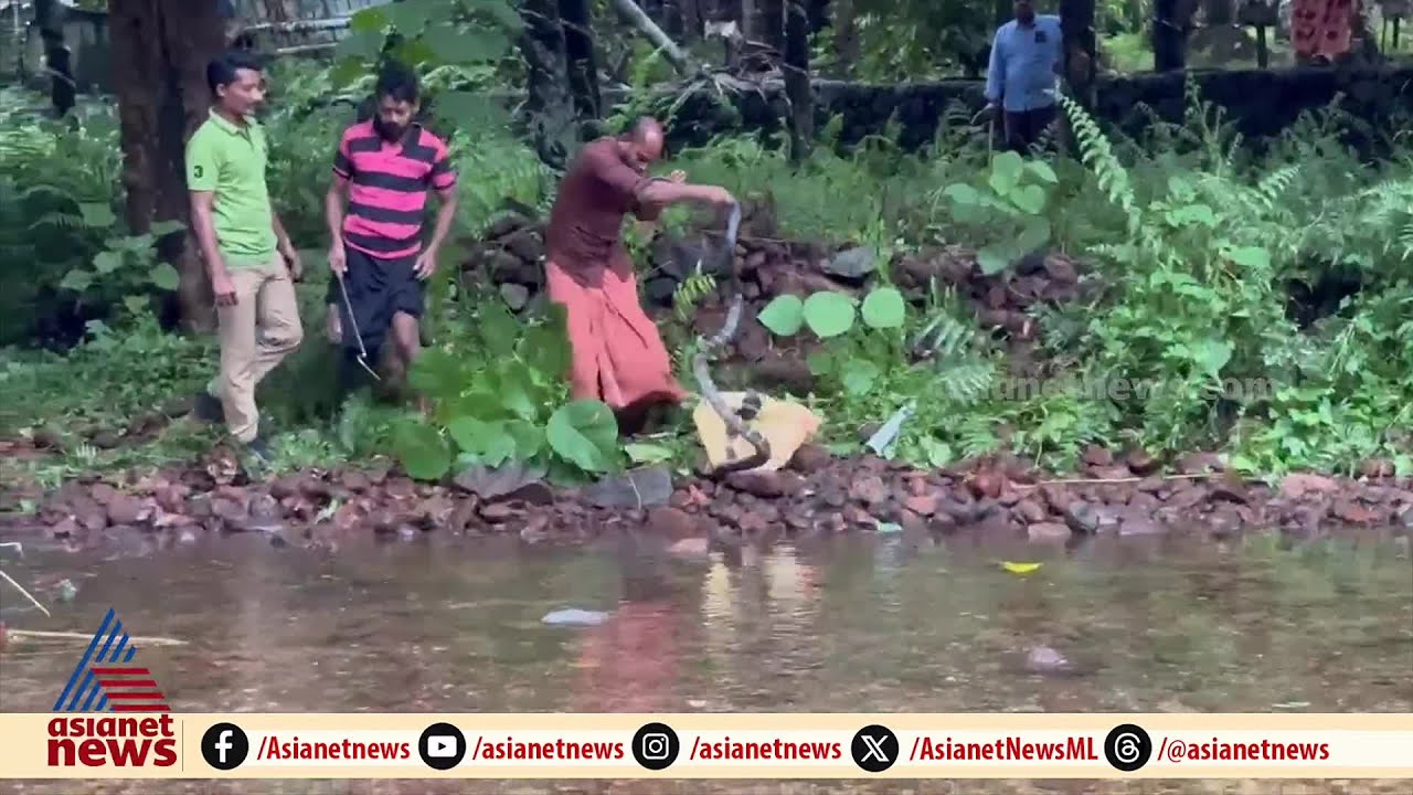 പാമ്പ് പിടിക്കുന്നതിനിടയിൽ യുവാവിന് നേരെ ചീറിയടുത്ത് രാജവെമ്പാല