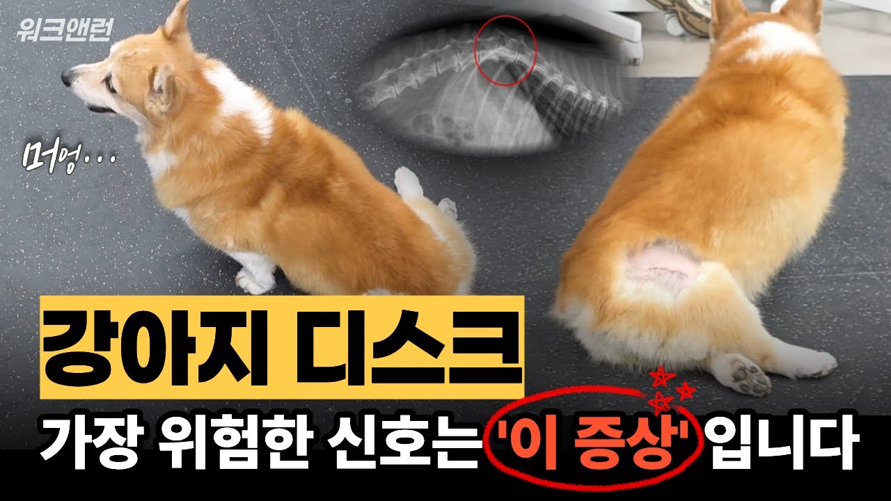 강아지 디스크 뒷다리를 못쓰는 강아지 전조증상과 예방법