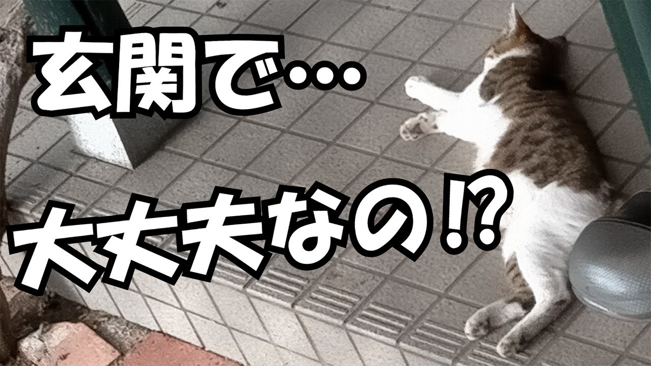 【野良猫】もうダメにゃ…！ #2