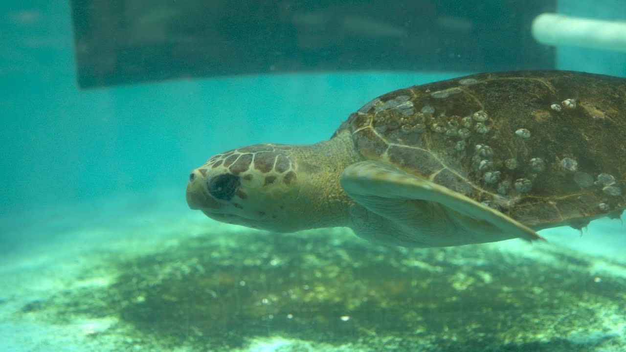 Turtle Rescue at South Carolina Aquarium | What's Wild Interviews