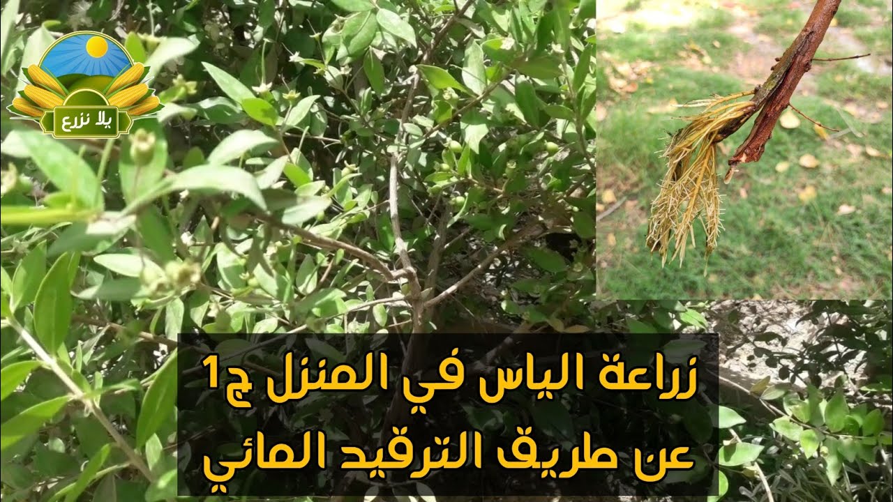 زراعة الياس في المنزل ج1 عن طريق الترقيد المائي .
