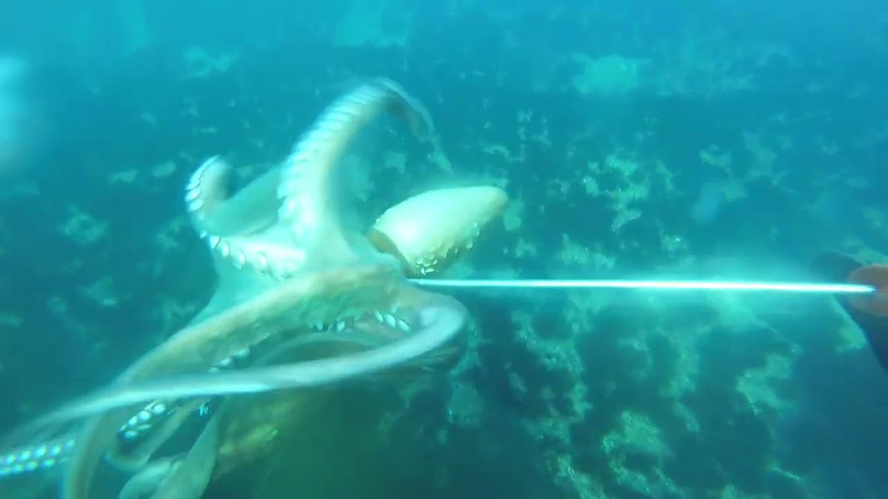 120th video - The moray eel and the octopus
