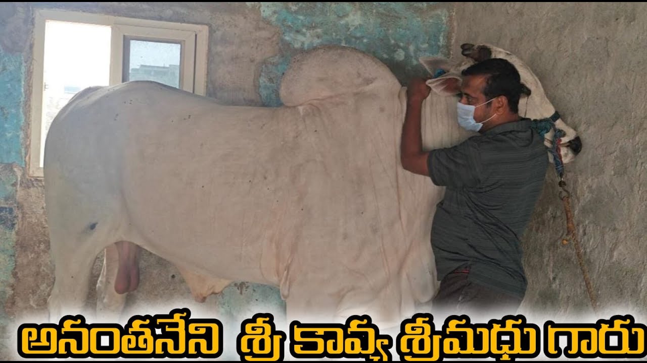 చిలకలూరిపేట 6పళ్ 12వ అనంతనేని శ్రీ కావ్య శ్రీ మధు గారు & అక్కినేని పరమేశ్వర రావు గారు