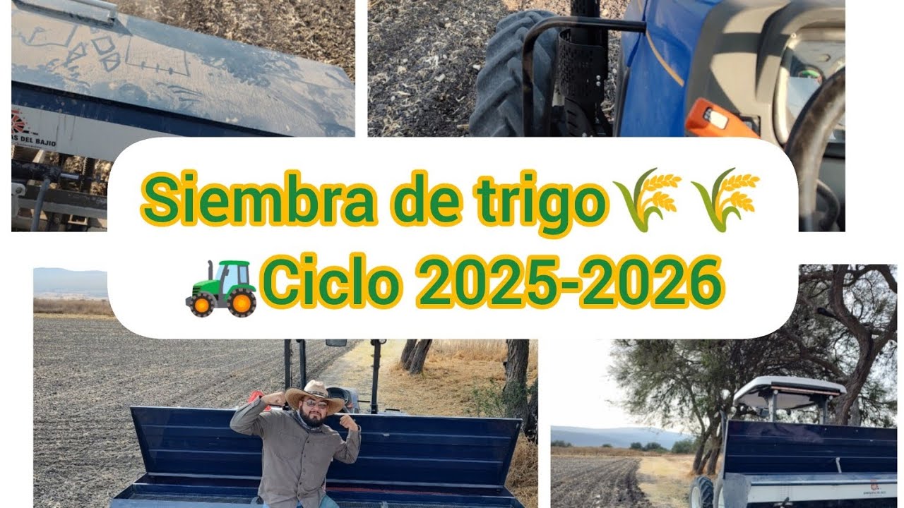 Sembrando Trigo 🌾🌾Ciclo 2025-2026
