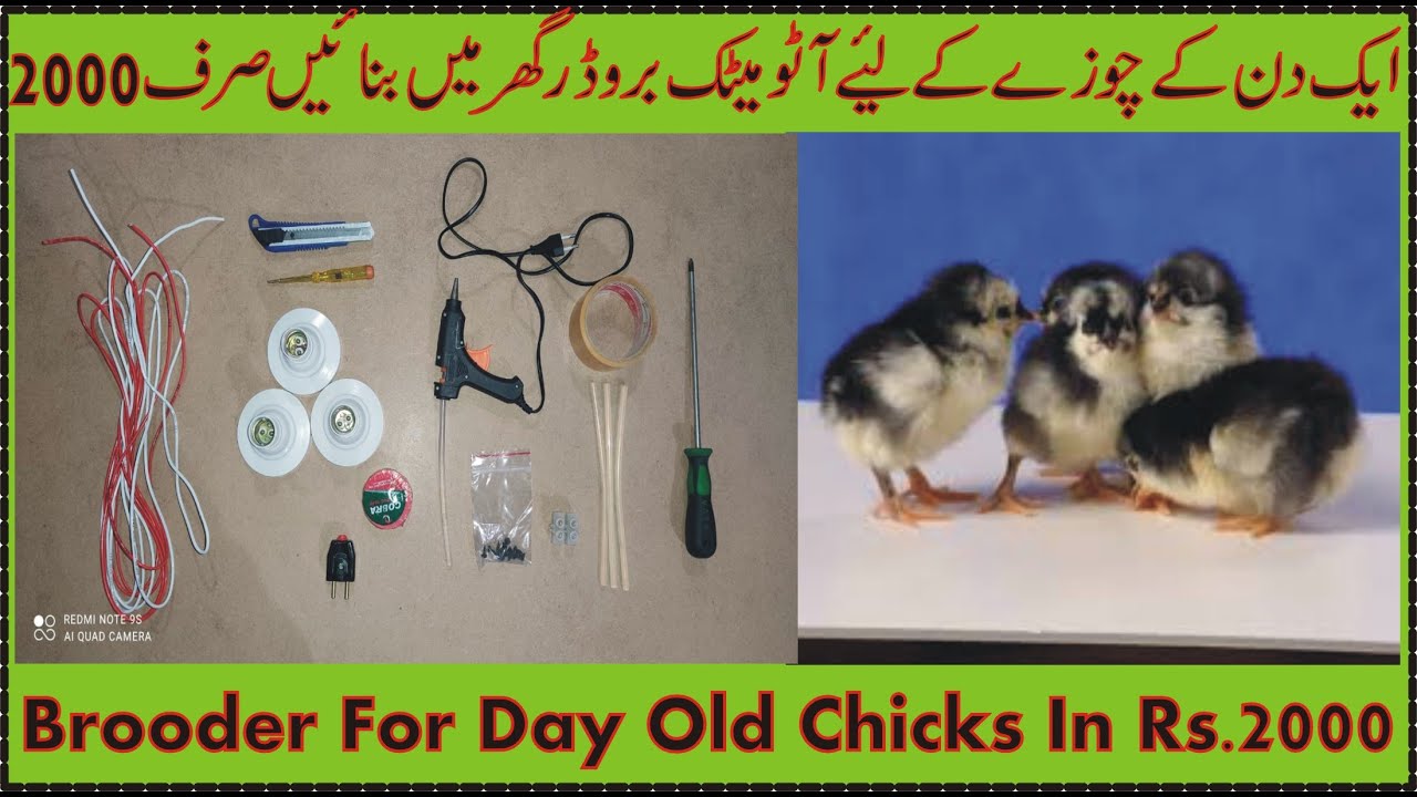 Automatic Brooder for Day Old Chicks in Cheapest price (Homemade)