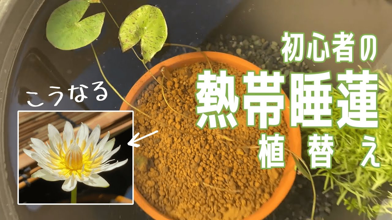 【赤玉土】はじめての熱帯睡蓮購入～植替えまで【こねこね】