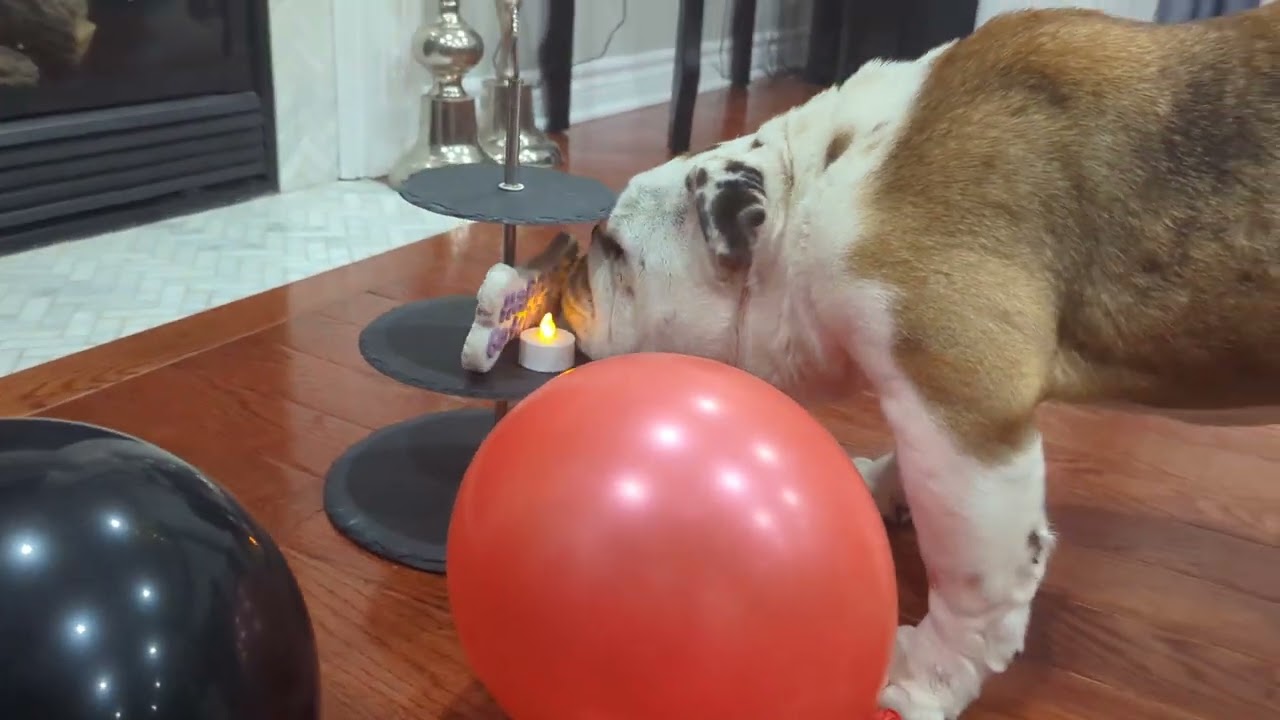 Life expectancy of an English Bulldog ! Bosco is 9 today !!!