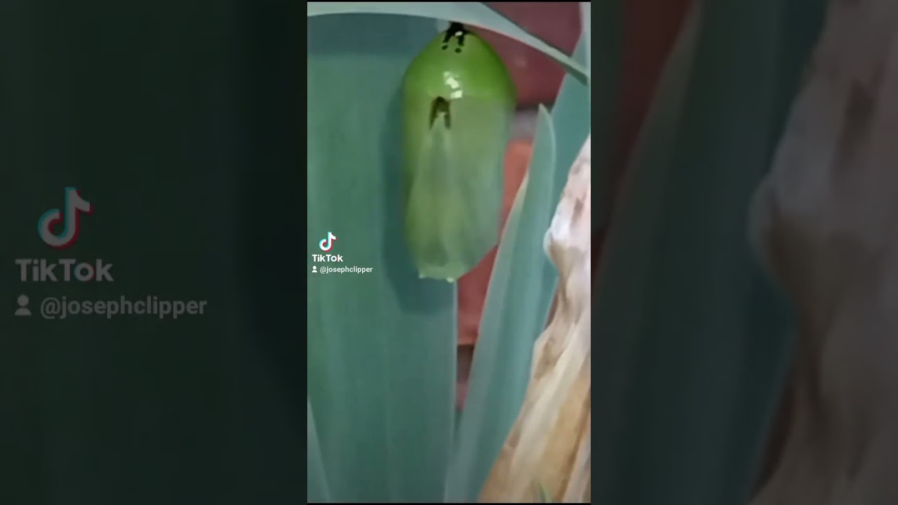 monarch