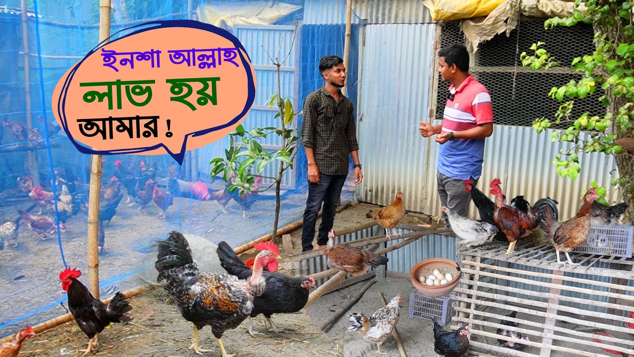 মুরগি খামারে লাভ তবে এখানে রহস্য ও আছে - দেশি মুরগি পালন | Desi hen farming || কৃষি ঘর