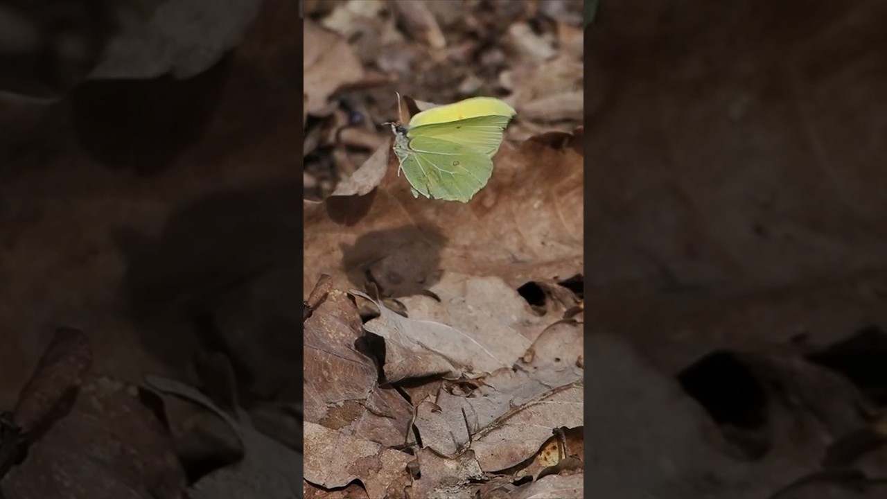 Pierwszy wiosenny lot motyla 😁 - Latolistek cytrynek 🦋