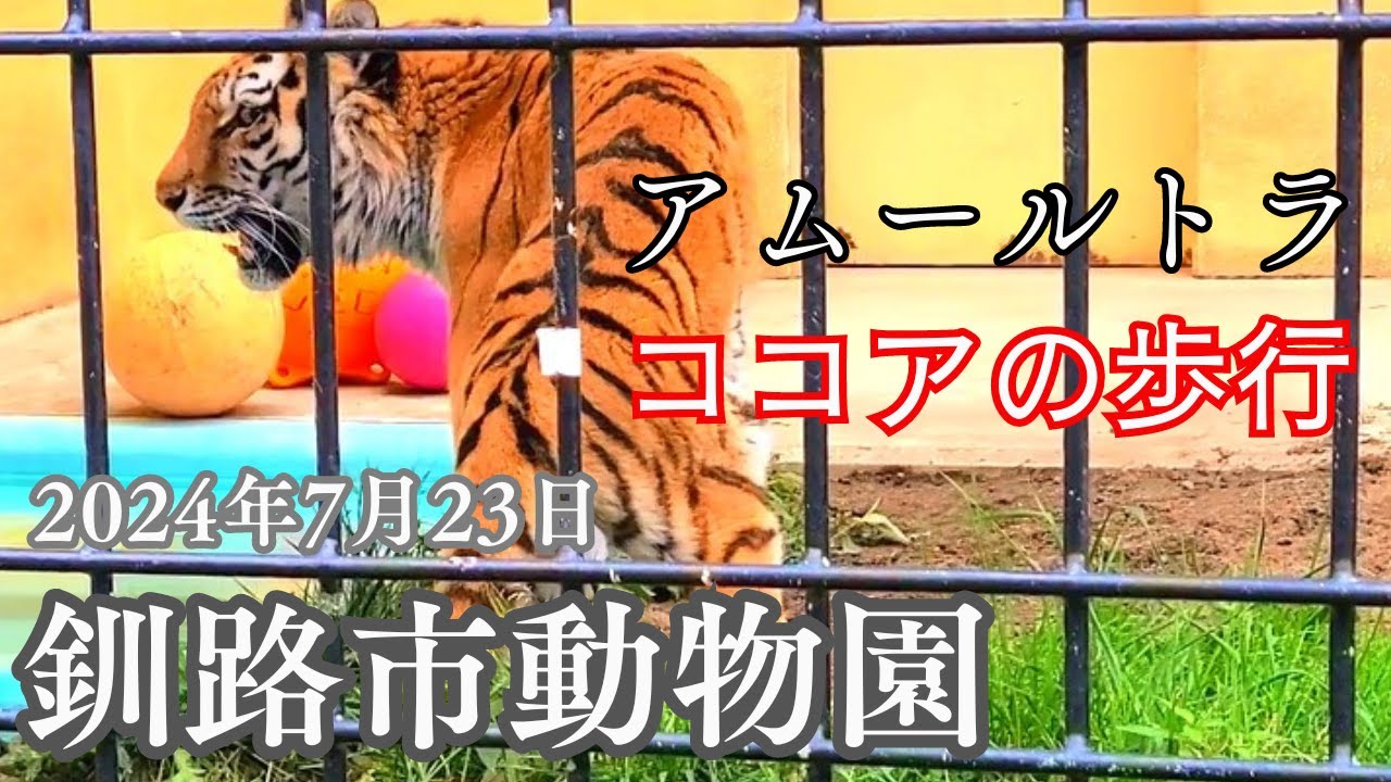 【釧路市動物園🐾】『ココア』🐯暑くてプール💦に入りたかったのかな❓落ちそうでヒヤヒヤ😅💦～2024年7月23日～
