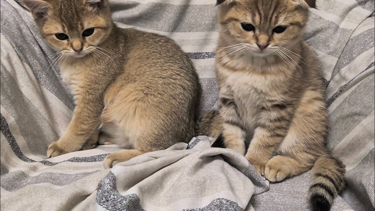 Кто едет в новый дом 😊