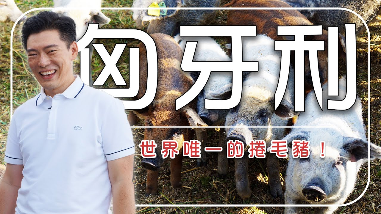 為什麼匈牙利人把綿羊豬當寶？世界唯一的捲毛豬！古法大釜鍋炸起來更驚人！｜匈牙利/布達佩斯/Hungarian / Budapest / Michelin cuisine #廖科溢
