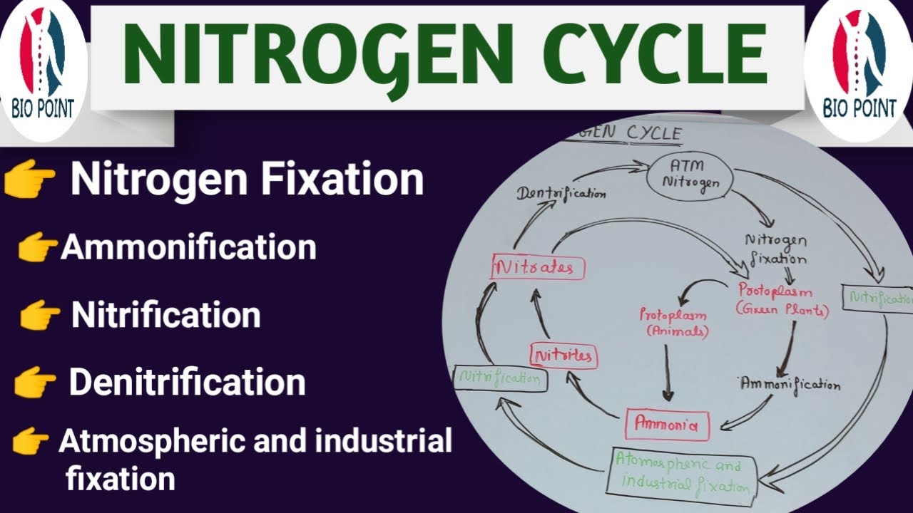 NITROGEN CYCLE || BIOGEOCHEMICAL CYCLE || NUTRIENTS CYCLE || BIO POINT ||