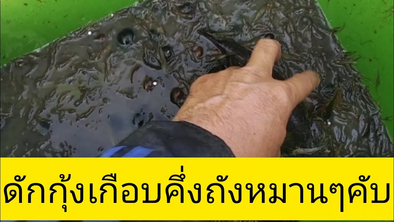 ดักกุ้งใด้เกือบคึ่งถังหมานๆคับ