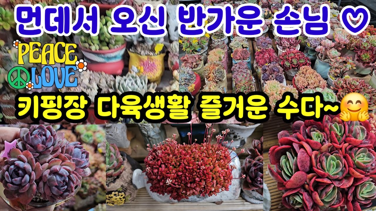 키핑장 다육이 키우기 반가운 구독자님🤗재미로 보시고 함께 힐링 되셨으면 좋겠어요 ~❤️❤️❤️