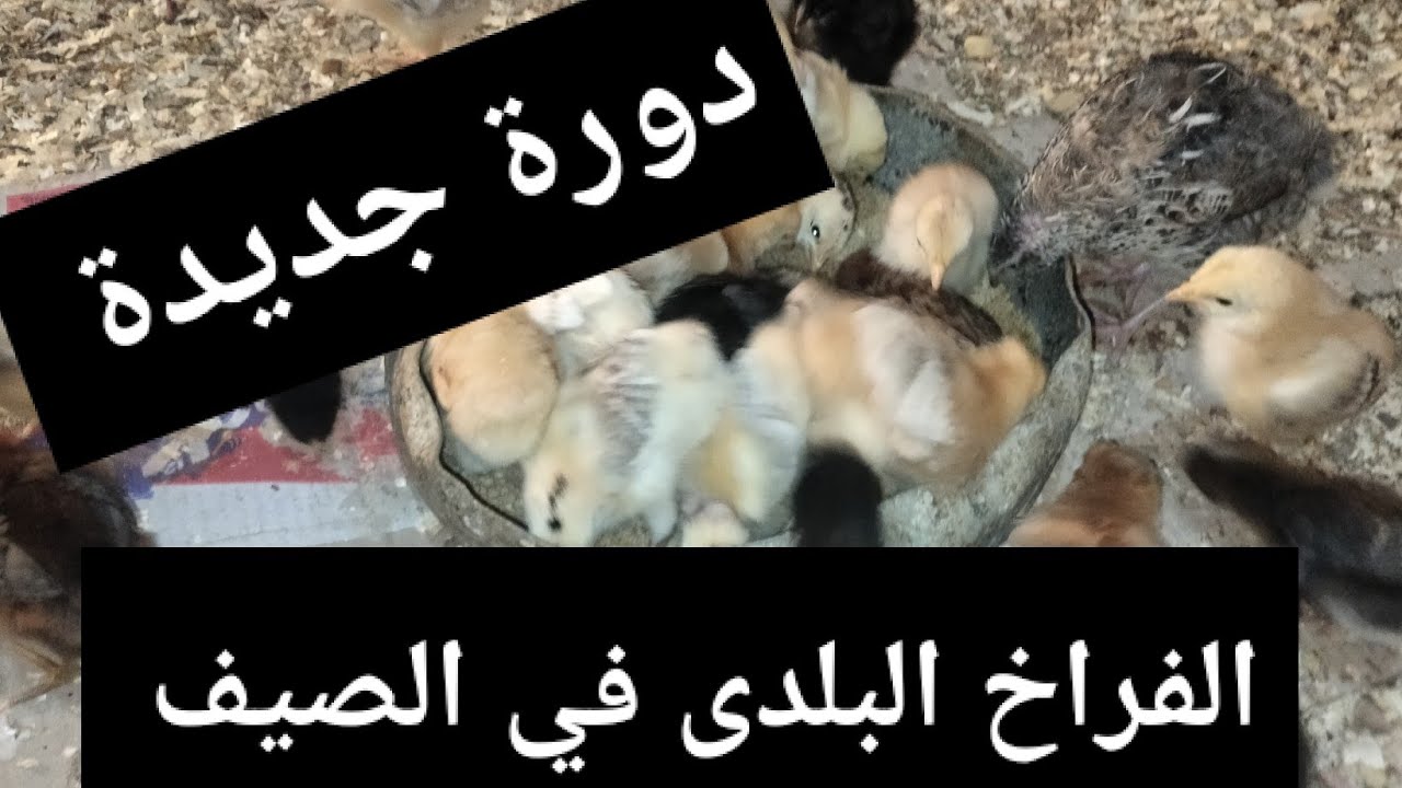 دورة جديدة في الفراخ البلدى النجاح مستمر.