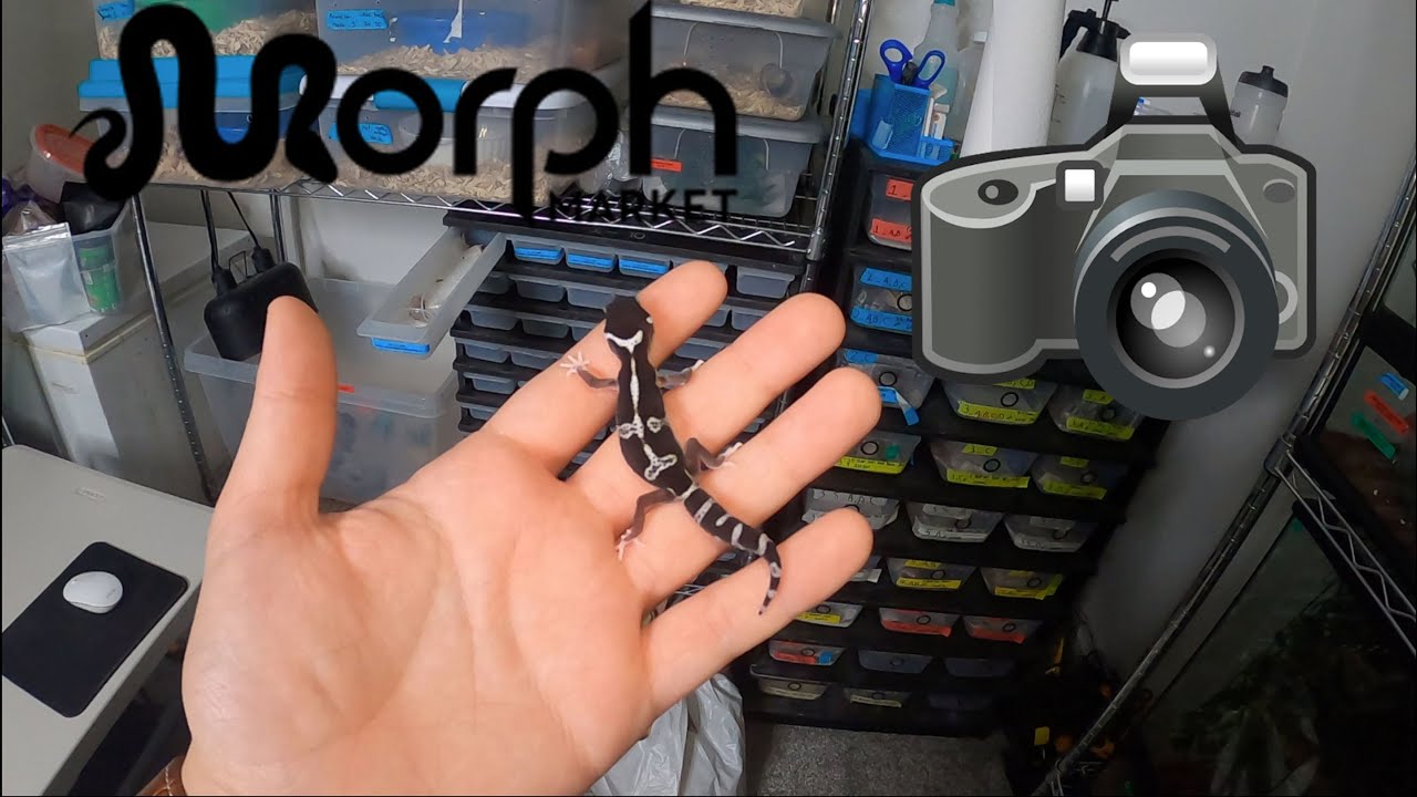 How To Sell Reptiles on MorphMarket