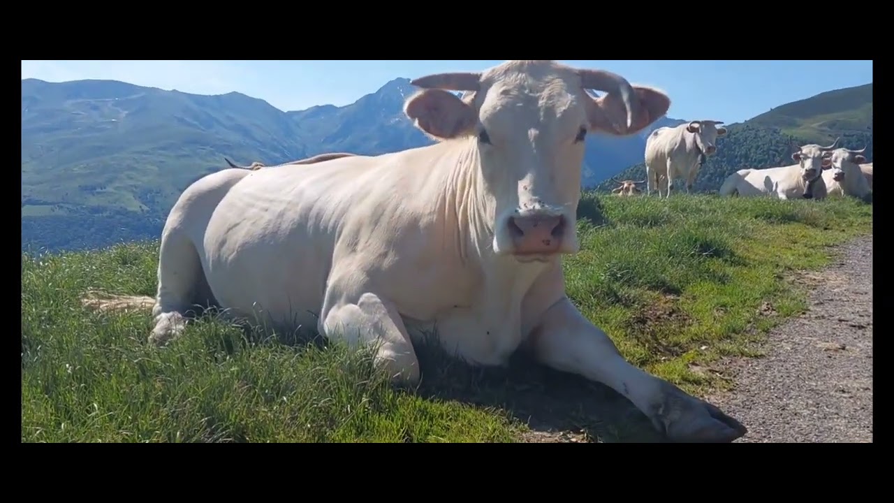 La Traversée des Pyrénées à vélo par la route des Cols.