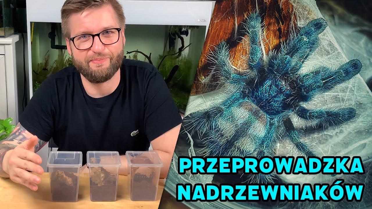 #10 Przeprowadzka ptaszników nadrzewnych | Jak dbać o młode Caribena versicolor?