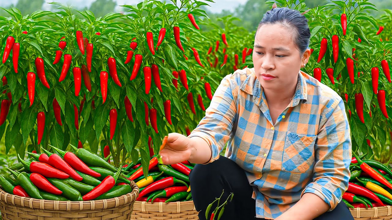 Panen Cabai Segar dari Kebun untuk Dijual di Pasar Desa – Kecil Tapi Pedas & Harum!