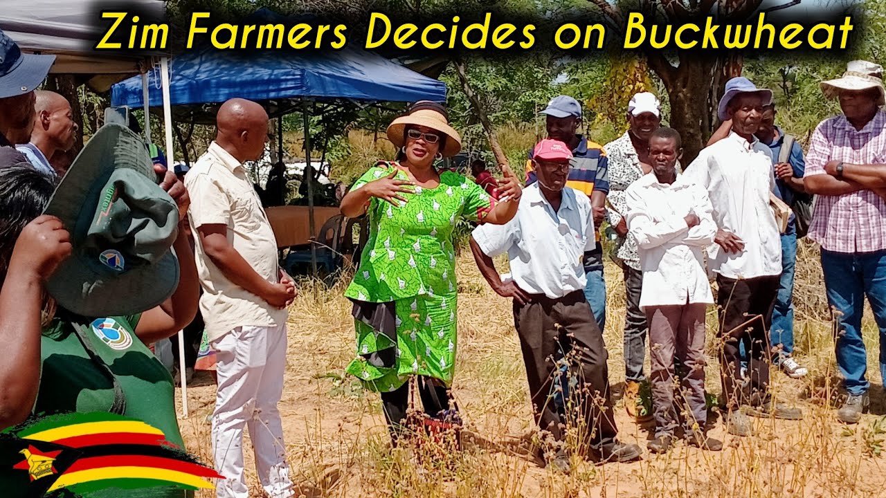 Hope in Buckwheat: Farmers Testify, Big Institutions Supporting the Initiative. Seed Now Available!!