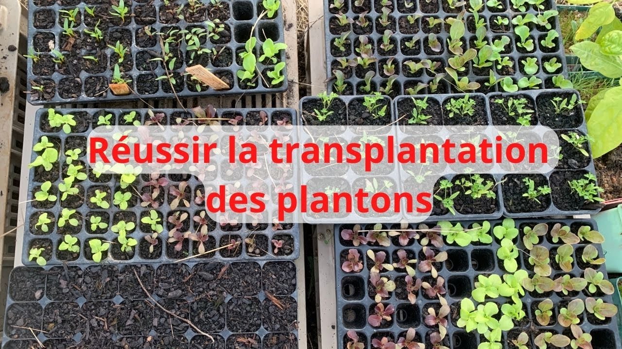Réussir la transplantation des plantons