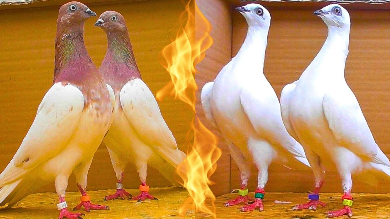 Редкие Трёхцветные и Белые Молодые голуби в ДЕЛЕ ✅😍 pigeon pigeons