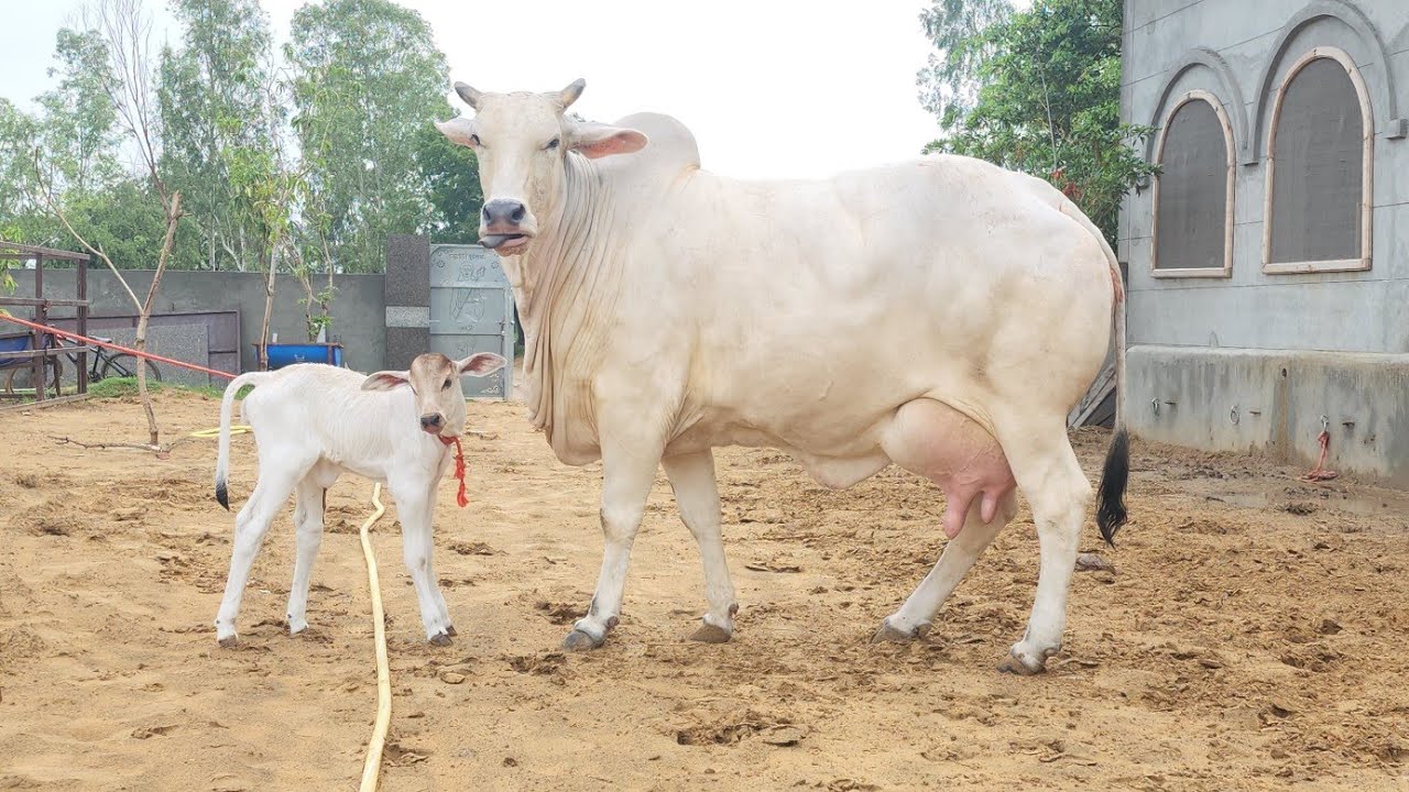 👌पंचायती नंदी का RESULT 👍White#Gold👌अद्भुत हरियाणा#नस्ल की गौमाता 9812158812 AHLAWAT DAIRY FARM 🙏