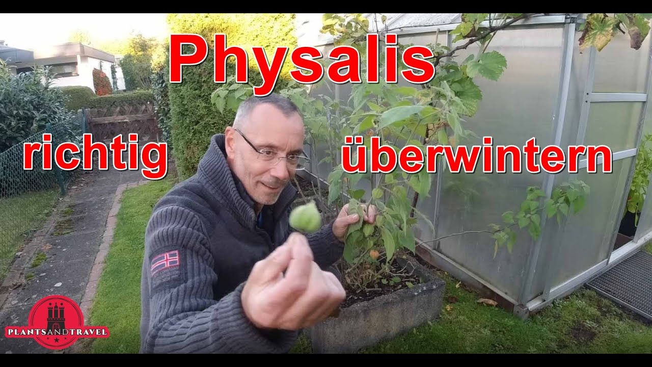 So einfach überwintert man Physalis oder Andenbeere richtig.