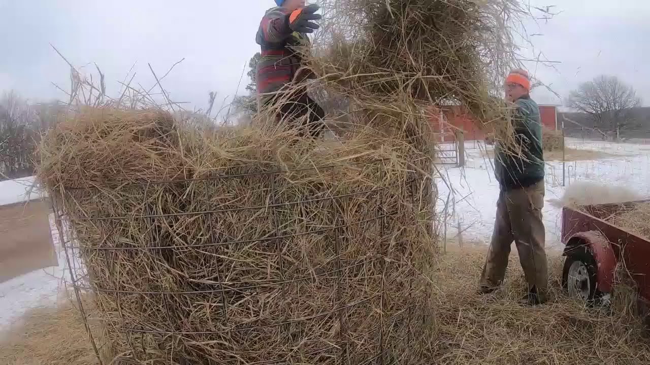 Changing the sheep hay!