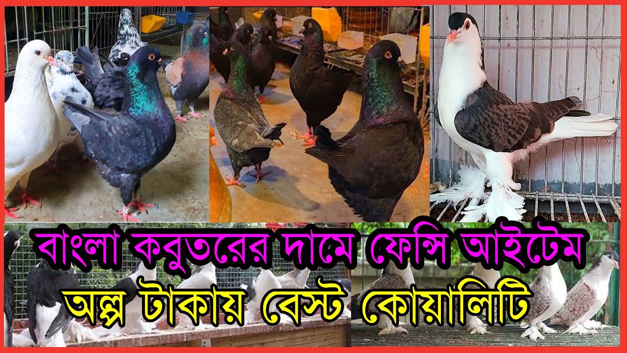 বাংলা কবুতরের দামে ফেন্সি আইটেম সংগ্রহ করুন | কবুতর পালনের শখ পূরণ করার এখনি সুবর্ণ সুযোগ