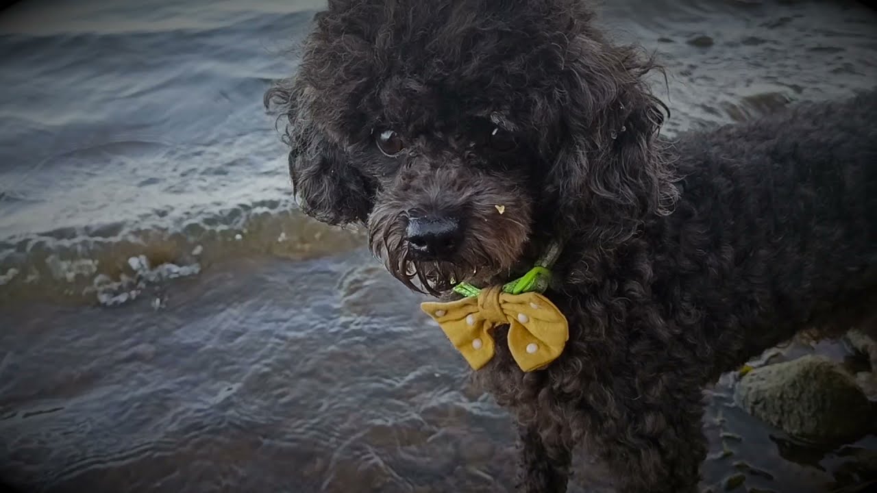 Собака пудель и ИЗОизоляция # 9 Maurizio the Happy Dog.IZOizoliaciyа and work in the cinema.