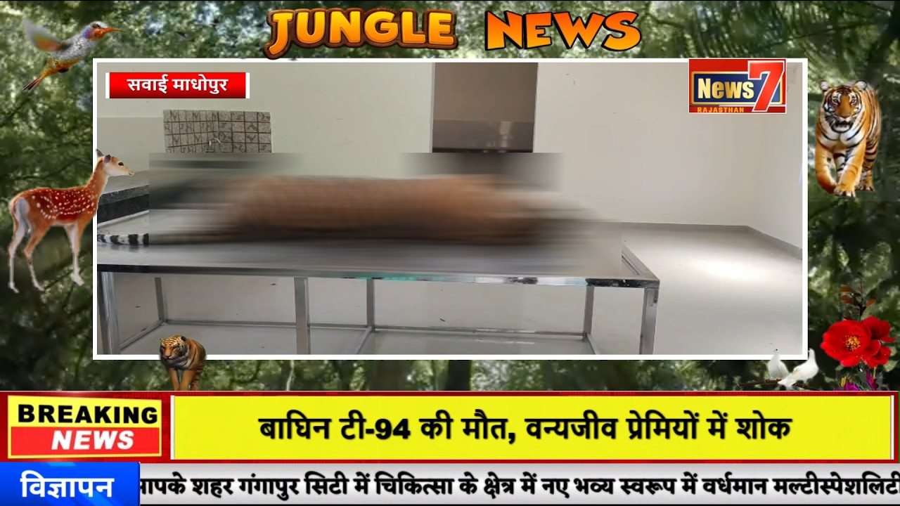 #news बाघिन टी-94 की मौत, वन्यजीव प्रेमियों में शोक #news7rajasthan #news7 #sawaimadhopur