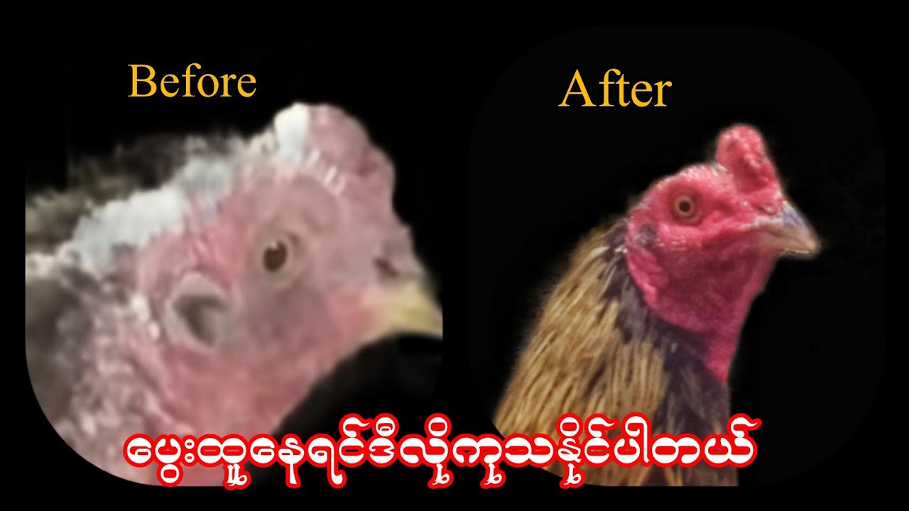 ပွေးထူနေရင် ဒီဆေးနည်းဖြင့်ကုသနိုင်ပါတယ်