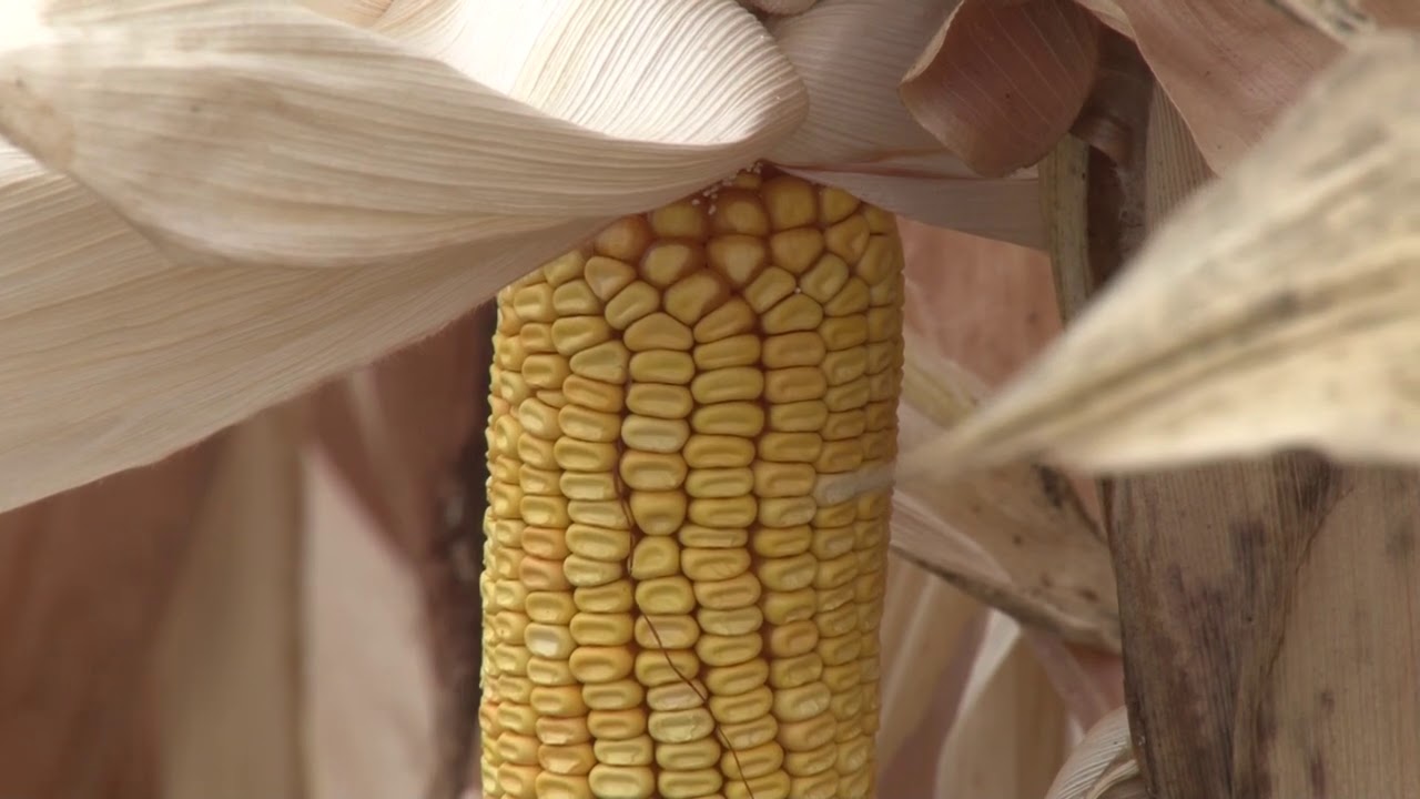 VIDEO PRIRUČNIK ZA RATARE  - PLUS4GRAIN HIBRIDI  -  KAPITOLIS