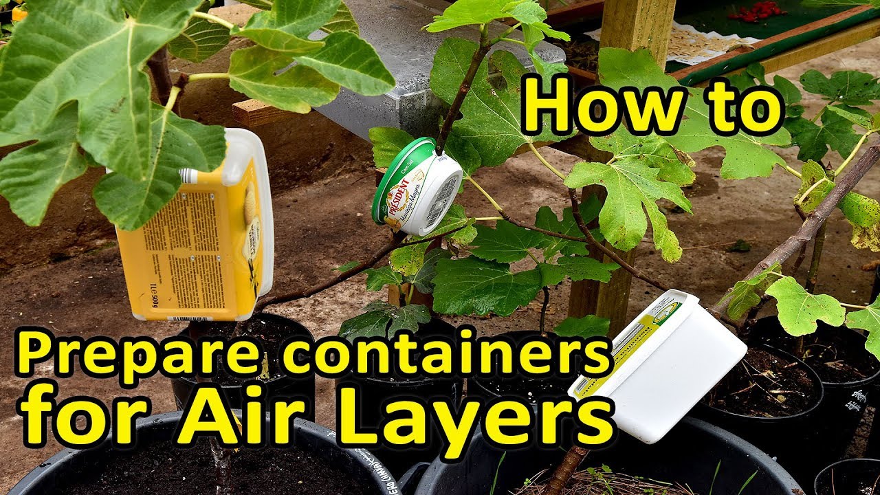 Air Layering made easy - Preparing containers