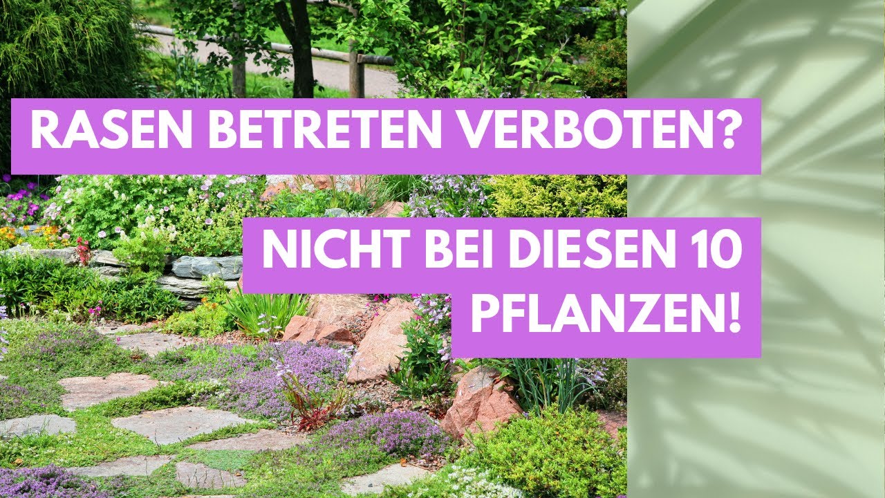Rasen betreten erlaubt! 🦶Diese 10 Pflanzen sind unkaputtbar