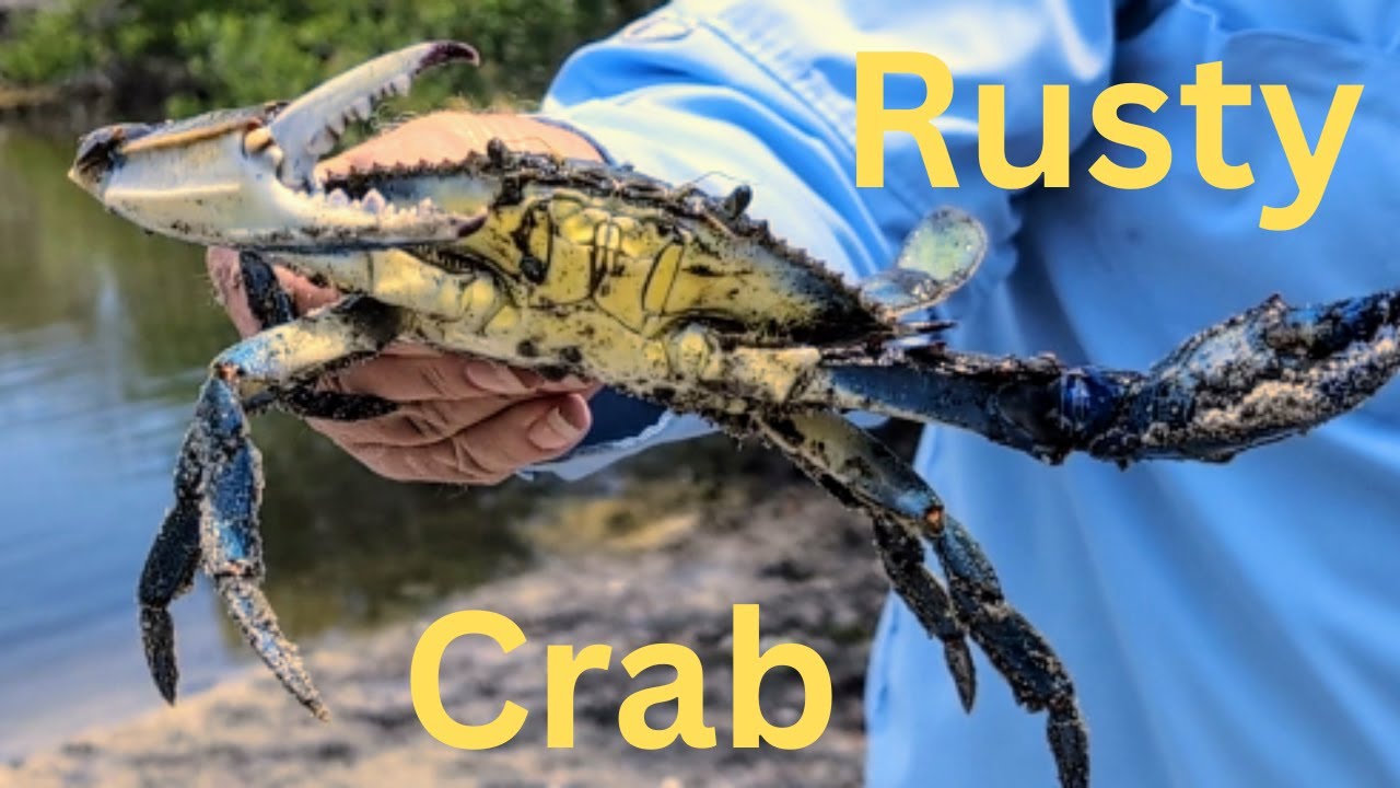 Searching For Blue Crabs
