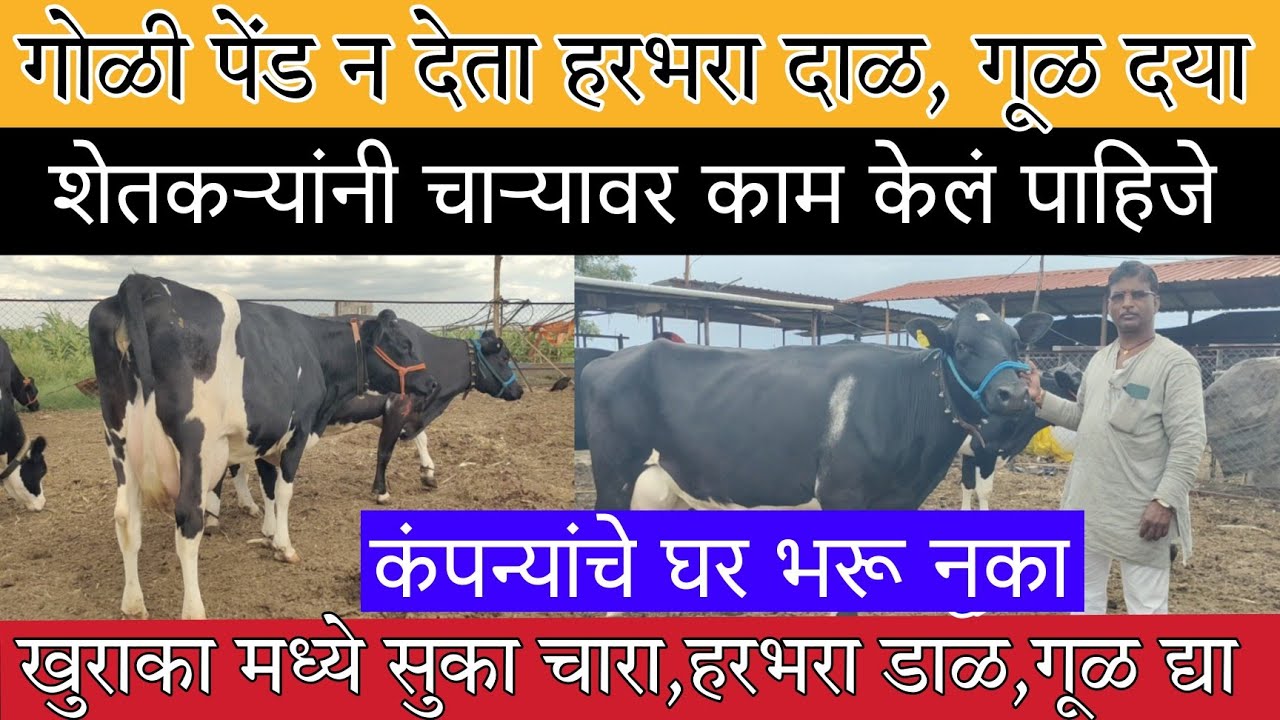गाईंना गोळी पेंड न देता हरभरा डाळ व गूळ द्या, चाऱ्यावर काम करा,सर्व गाई 25 लिटर प्लस दुधाच्या Hf_cow