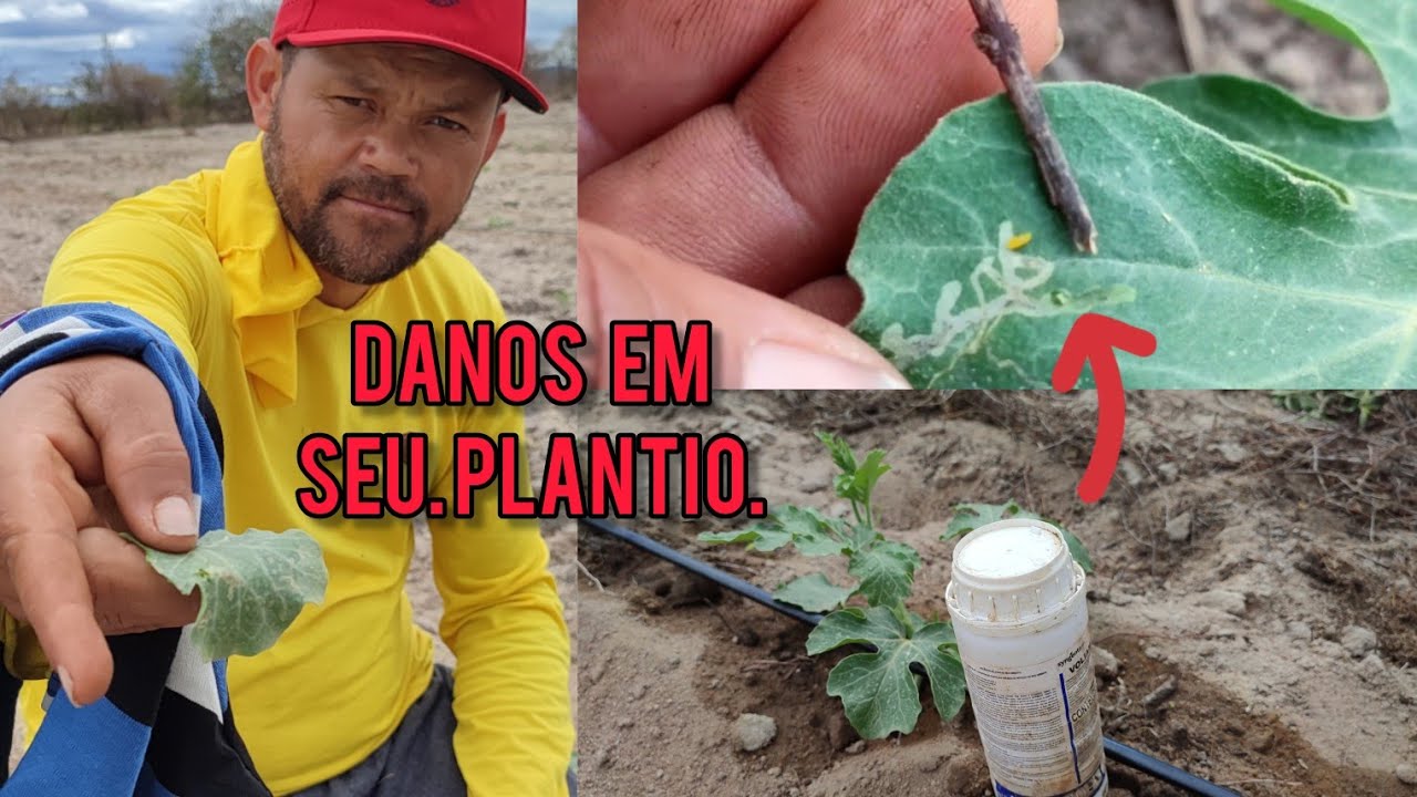 como controlar mosca minadora ou larva minadora.