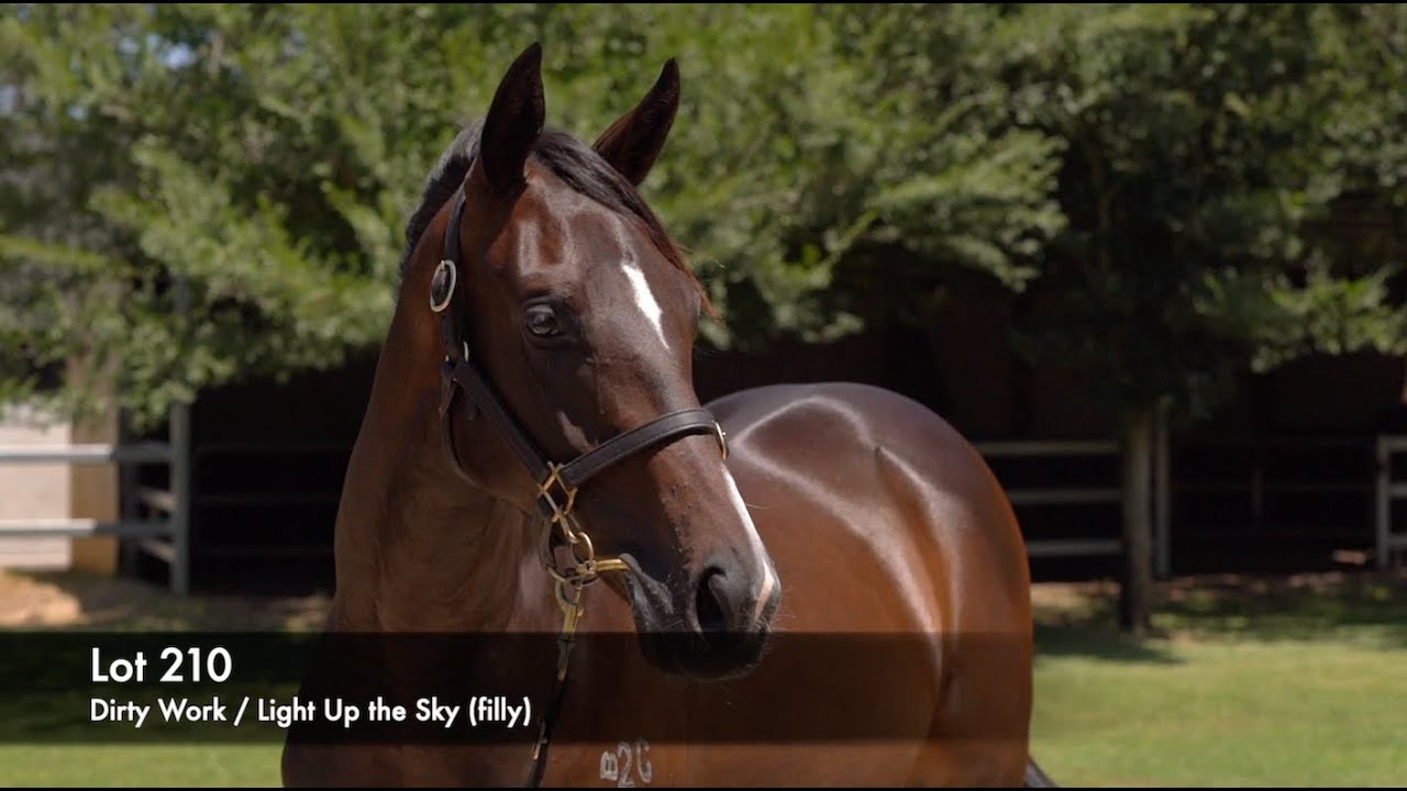 Lot 210 - Dirty Work (AUS) / Light Up the Sky (AUS)