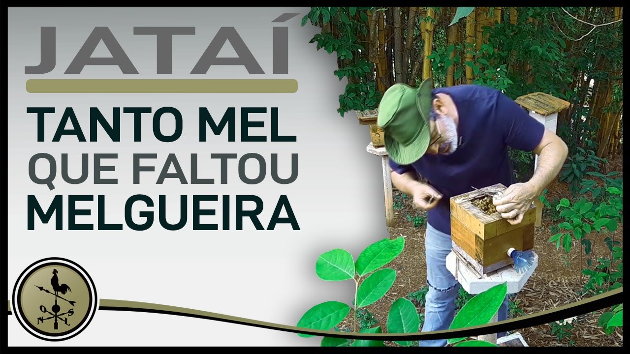 Abelha jatai - Colocando outra MELGUEIRA.